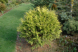 Golden Globe Arborvitae (Thuja occidentalis 'Golden Globe') at Lakeshore Garden Centres