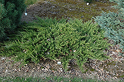 Road Runner Redcedar (Juniperus virginiana 'Road Runner') at Stonegate Gardens