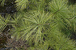 Wintergold White Pine (Pinus strobus 'Wintergold') at Stonegate Gardens