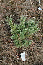 Oliver Japanese Stone Pine (Pinus pumila 'Oliver') at Stonegate Gardens