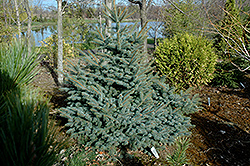 Eric Frahm Blue Colorado Spruce (Picea pungens 'Eric Frahm') at Stonegate Gardens