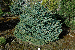 Girard's Dwarf Blue Spruce (Picea pungens 'Girard's Dwarf Blue') at A Very Successful Garden Center
