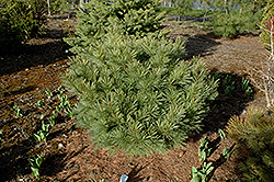 Raraflora Dwarf White Pine (Pinus strobus 'Raraflora') at Stonegate Gardens
