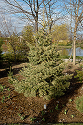 Straw Colorado Spruce (Picea pungens 'Straw') at Stonegate Gardens