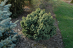 Millcreek Broom Colorado Spruce (Picea pungens 'Millcreek Broom') at Stonegate Gardens