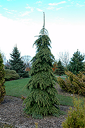 Weeping White Spruce (Picea glauca 'Pendula') at Stonegate Gardens