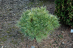 Hershey White Pine (Pinus strobus 'Hershey') at Stonegate Gardens
