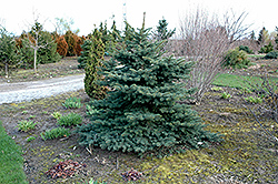 Spring Blast Spruce (Picea pungens 'Spring Blast') at Stonegate Gardens
