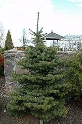 Colonial Gold Colorado Spruce (Picea pungens 'Colonial Gold') at Stonegate Gardens