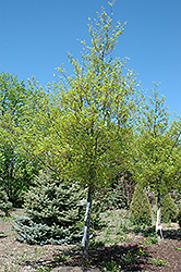 Shooting Star Northern Pin Oak (Quercus ellipsoidalis 'Shooting Star') at Stonegate Gardens