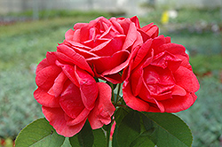 Morden Fireglow Rose (Rosa 'Morden Fireglow') at Lakeshore Garden Centres