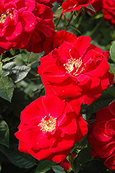 Ruby Ruby Rose (Rosa 'Ruby Ruby') at Lakeshore Garden Centres