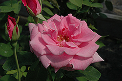 Fragrant Memory Rose (Rosa 'JACdis') at Stonegate Gardens