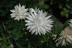 Dreamtime® Jumbo Pure White Strawflower (Bracteantha bracteata 'Dreamtime Jumbo Pure White') at Stonegate Gardens