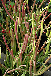 Sticks On Fire Red Pencil Tree (Euphorbia tirucalli 'Sticks On Fire') at Lakeshore Garden Centres