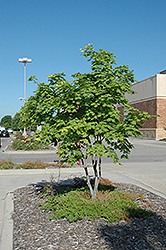 Korean Maple (Acer pseudosieboldianum) at Lakeshore Garden Centres