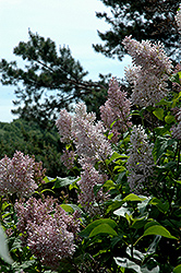Yunnan Lilac (Syringa tomentella) at Lakeshore Garden Centres