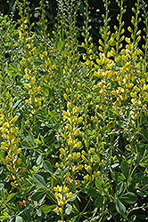 Solar Flare Prairieblues False Indigo (Baptisia 'Solar Flare') at The Mustard Seed