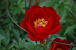 Red Red Rose Peony (Paeonia 'Red Red Rose') at Wallitsch Nursery And Garden Center