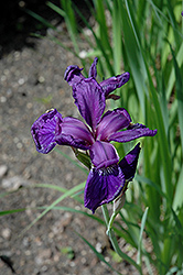 Maranatha Siberian Iris (Iris sibirica 'Maranatha') at Stonegate Gardens