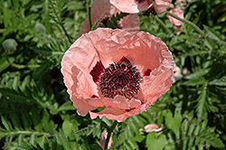 Cedar Hill Poppy (Papaver orientale 'Cedar Hill') at A Very Successful Garden Center