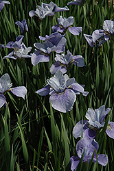 Steve Varner Siberian Iris (Iris sibirica 'Steve Varner') at Stonegate Gardens