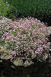 Pink Creeping Baby's Breath (Gypsophila repens 'Rosea') at Stonegate Gardens
