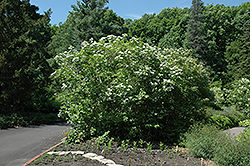 Wentworth Highbush Cranberry (Viburnum trilobum 'Wentworth') at Stonegate Gardens