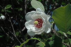 Oyama Magnolia (Magnolia sieboldii) at Stonegate Gardens