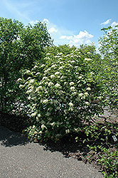 Witherod Viburnum (Viburnum cassinoides) at Stonegate Gardens