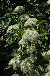 Witherod Viburnum (Viburnum cassinoides) at Stonegate Gardens