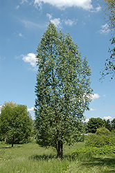 Liempde White Willow (Salix alba 'Liempde') at Stonegate Gardens