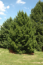 Siberian Pine (Pinus sibirica) at Stonegate Gardens