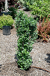 California Privet (Ligustrum ovalifolium) at Stonegate Gardens