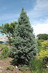 Upright Colorado Spruce (Picea pungens 'Fastigiata') at Lakeshore Garden Centres
