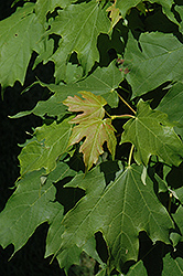 Apollo Sugar Maple (Acer saccharum 'Barrett Cole') at Stonegate Gardens
