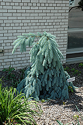 Slenderina Weeping Blue Spruce (Picea pungens 'Glauca Slenderina Pendula') at Stonegate Gardens