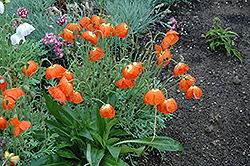 Summer Breeze Orange Poppy (Papaver 'Summer Breeze Orange') at Stonegate Gardens