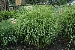 Porcupine Grass (Miscanthus sinensis 'Strictus') at Stonegate Gardens