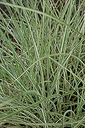 Morning Light Maiden Grass (Miscanthus sinensis 'Morning Light') at Lakeshore Garden Centres