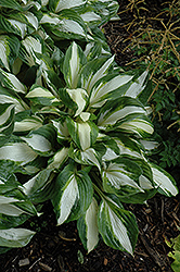 Vulcan Hosta (Hosta 'Vulcan') at Lakeshore Garden Centres