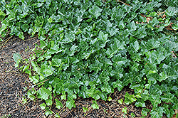 Thorndale Ivy (Hedera helix 'Thorndale') at Stonegate Gardens