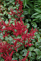 Burgundy Red Astilbe (Astilbe x arendsii 'Burgunderrot') at Stonegate Gardens