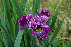 Strawberry Fair Siberian Iris (Iris sibirica 'Strawberry Fair') at Stonegate Gardens