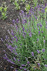 Oxford Gem Lavender (Lavandula angustifolia 'Oxford Gem') at Stonegate Gardens