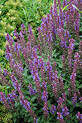 Sensation Sky Blue Meadow Sage (Salvia nemorosa 'Sensation Sky Blue') at Lakeshore Garden Centres