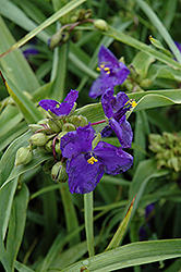Zwanenburg Blue Spiderwort (Tradescantia x andersoniana 'Zwanenburg Blue') at Stonegate Gardens