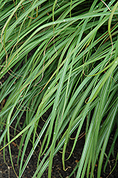 Huron Sunrise Maiden Grass (Miscanthus sinensis 'Huron Sunrise') at Stonegate Gardens
