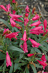 Pinacolada Red Beard Tongue (Penstemon barbatus 'Pinacolada Red') at The Mustard Seed