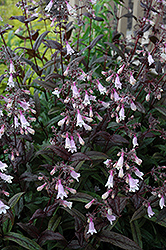 Dark Towers Beard Tongue (Penstemon 'Dark Towers') at Lakeshore Garden Centres